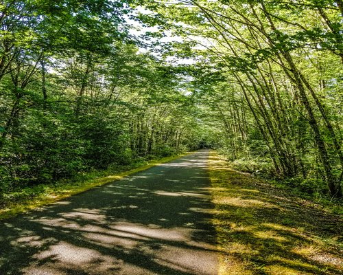 Close up of legs walking gracefully on a paved path surrounded by green plants